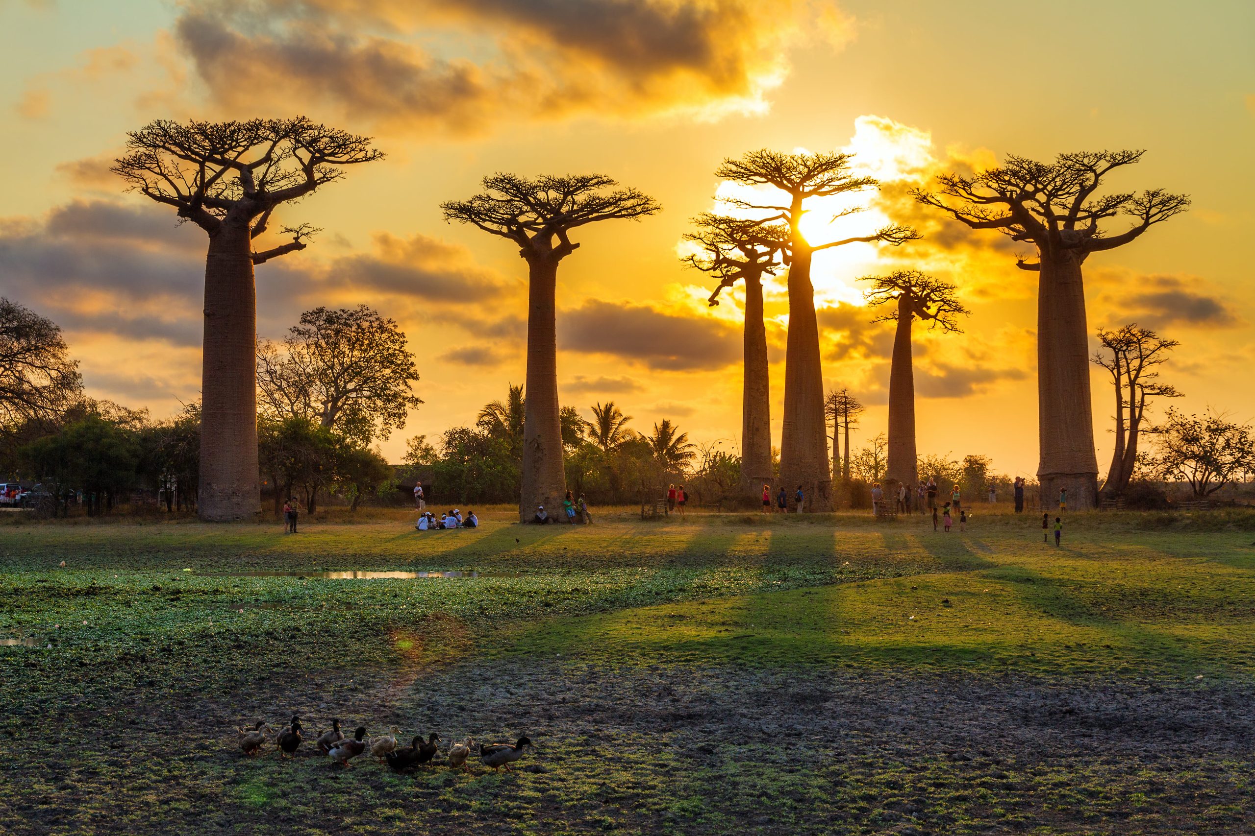 Coucher de soleil baobab