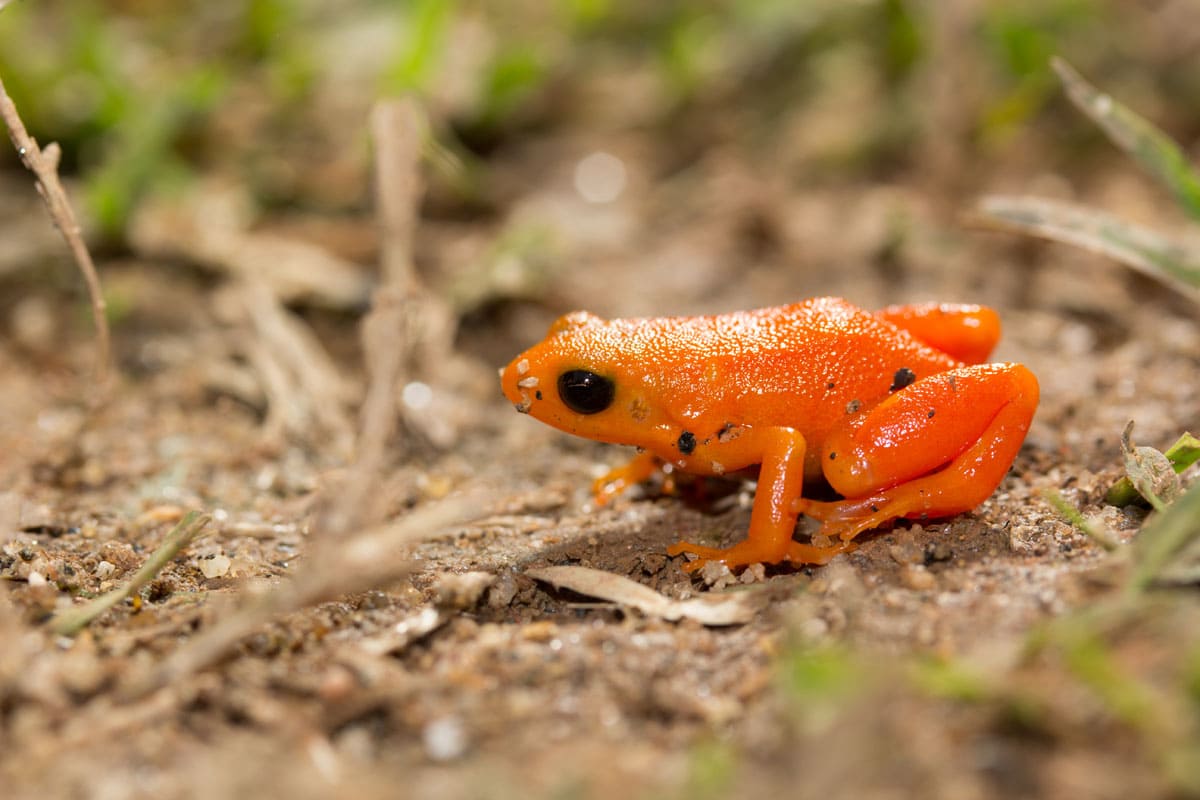 GRENOUILLE TOMATE - Copie