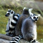 Lemur Catta