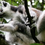 lemurs