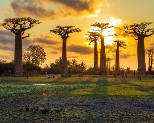 Coucher de soleil baobab