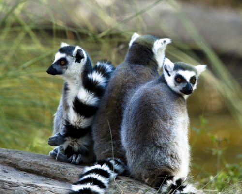 Lemur Catta